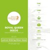 Lemon Shining Silver Haze (Royal Queen Seeds) - The Cannabis Seedbank