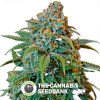 Liberty Haze Feminised Barney's Farm Seeds