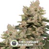 M.O.B (T.H. Seeds) - The Cannabis Seedbank