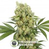 Magnum Auto (Buddha Seeds) - The Cannabis Seedbank