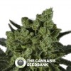 Mango (710 Genetics) - The Cannabis Seedbank