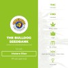 Mataro Blue (The Bulldog Seedbank) - The Cannabis Seedbank