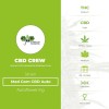 Med Gom CBD Auto (CBD Crew) - The Cannabis Seedbank