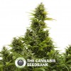 Medikit CBD Auto (Buddha Seeds) - The Cannabis Seedbank