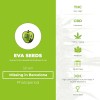Missing in Barcelona (M.I.B.) (Eva Seeds) - The Cannabis Seedbank