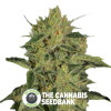 Nebula I:I CBD - Feminised - Paradise Seeds