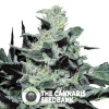 Nebula - Feminised - Paradise Seeds