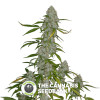 OG Kush - Lemon Larry - Regular Cannabis Seeds - Alpine Seeds