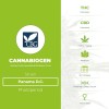 Panama D.C. (Cannabiogen) - The Cannabis Seedbank