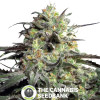 Peyote Cookies Feminised Barney's Farm Seeds