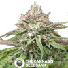 Peyote Critical Barney's Farm Seeds - Characteristics