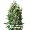 Phatt Fruity Feminised Barney's Farm Seeds