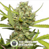 Pineapple Chunk Feminised Barney's Farm Seeds