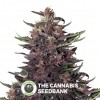 Purple Kush Auto (Buddha Seeds) - The Cannabis Seedbank