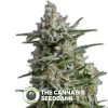 Anesthesia (Pyramid Seeds) - The Cannabis Seedbank