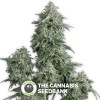 Anubis (Pyramid Seeds) - The Cannabis Seedbank