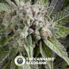 Blue Pyramid Auto (Pyramid Seeds) - The Cannabis Seedbank