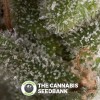 Fresh Candy Auto (Pyramid Seeds) - The Cannabis Seedbank