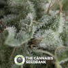 Nefertiti Auto (Pyramid Seeds) - The Cannabis Seedbank