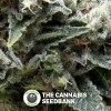 Auto New York City (Pyramid Seeds) - The Cannabis Seedbank