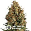 Wembley Auto (Pyramid Seeds) - The Cannabis Seedbank