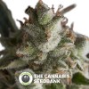 Fresh Candy (Pyramid Seeds) - The Cannabis Seedbank