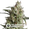 Super OG Kush (Pyramid Seeds) - The Cannabis Seedbank