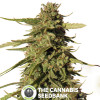 Red Cherry Berry Feminised Barney's Farm Seeds