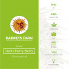 Red Cherry Berry Feminised Barney's Farm Seeds - Characteristics
