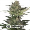 Red Dwarf Auto (Buddha Seeds) - The Cannabis Seedbank