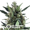 Blue Cheese Auto (Royal Queen Seeds) - The Cannabis Seedbank