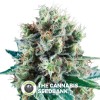 Bubble Kush Auto (Royal Queen Seeds) - The Cannabis Seedbank