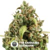 Diesel Auto (Royal Queen Seeds) - The Cannabis Seedbank