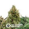 Mix Auto (Royal Queen Seeds) - The Cannabis Seedbank