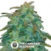 Royal Haze Auto (Royal Queen Seeds) - The Cannabis Seedbank