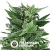 Royal Kush Auto (Royal Queen Seeds) - The Cannabis Seedbank