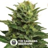 Blue Mystic (Royal Queen Seeds) - The Cannabis Seedbank