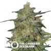 Royal Highness (Royal Queen Seeds) - The Cannabis Seedbank