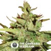 Stress Killer Auto (Royal Queen Seeds) - The Cannabis Seedbank