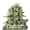 Critical Kush (Royal Queen Seeds) - The Cannabis Seedbank