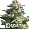Amnesia Haze (Royal Queen Seeds) - The Cannabis Seedbank