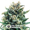 Blue Cheese (Royal Queen Seeds) - The Cannabis Seedbank