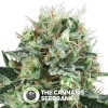 Bubble Kush (Royal Queen Seeds) - The Cannabis Seedbank