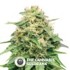 Critical (Royal Queen Seeds) - The Cannabis Seedbank