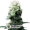 Dance World (Royal Queen Seeds) - The Cannabis Seedbank