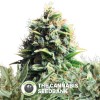 Feminized Mix (Royal Queen Seeds) - The Cannabis Seedbank