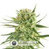 Royal Cookies Auto (Royal Queen Seeds) - The Cannabis Seedbank