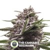 Royal Gorilla Auto (Royal Queen Seeds) - The Cannabis Seedbank