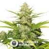 Skunk XL (Royal Queen Seeds) - The Cannabis Seedbank