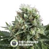 White Widow (Royal Queen Seeds) - The Cannabis Seedbank